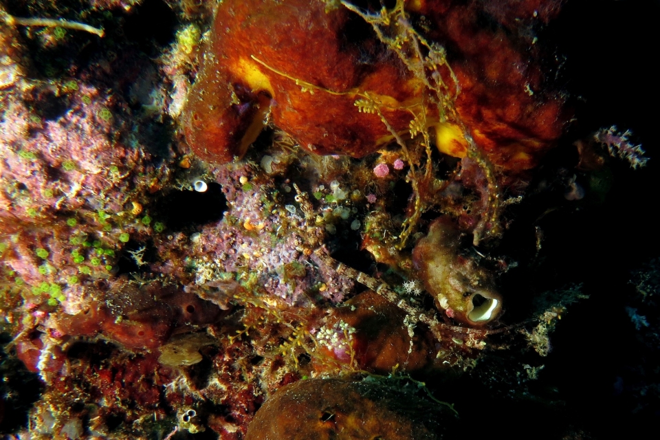 Corythoichthys benedetto,  Polycarpa cryptocarpa
