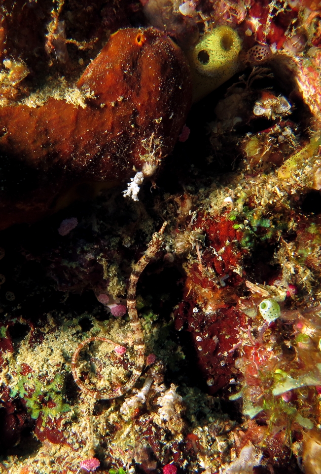 Corythoichthys benedetto, Phallusia julinea