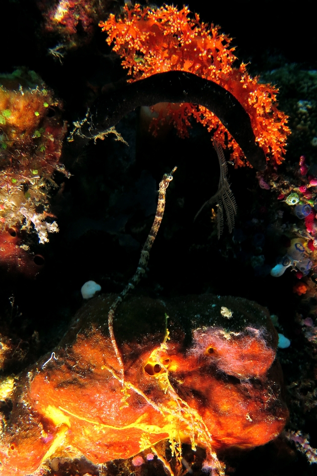 Corythoichthys benedetto