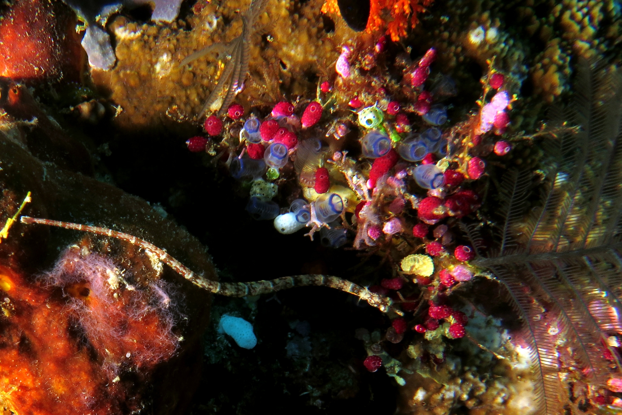 Corythoichthys benedetto, Clavelina moluccensis, Didemnum moseleyi, Atriolum robustum