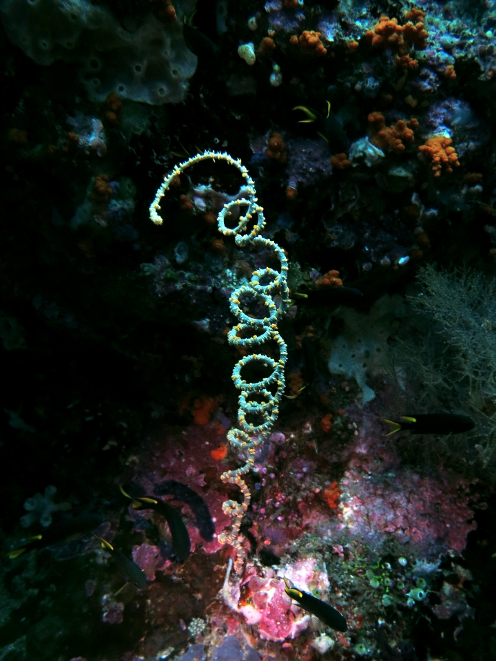 Cirrhipathes spiralis