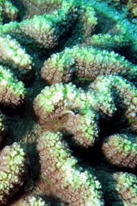 Lobophyllia Radians, Ecsenius bandanus