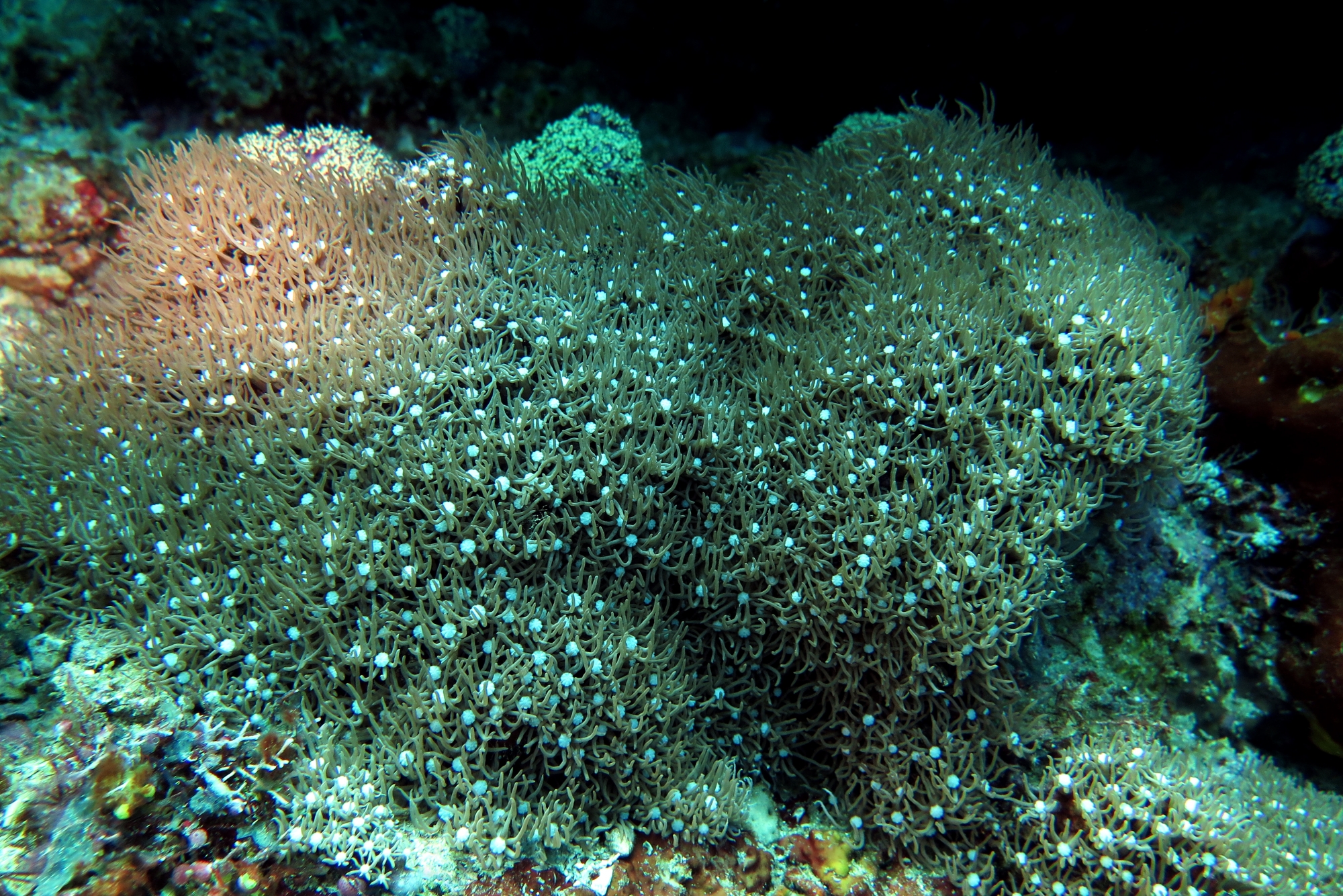 Tubipora musica