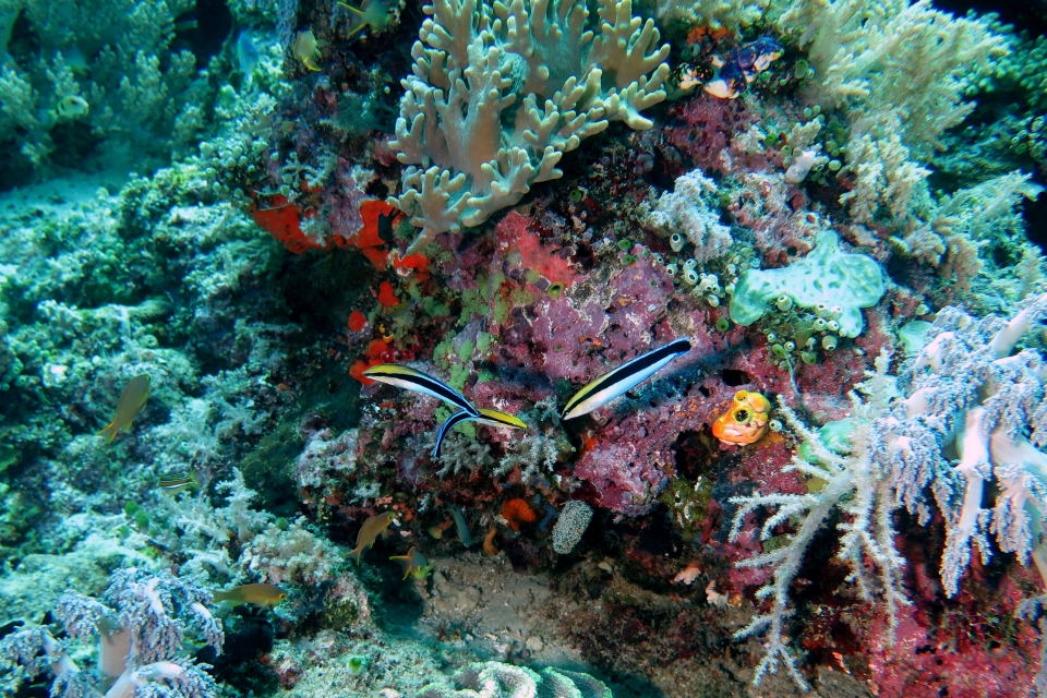 Labroides dimidiatus