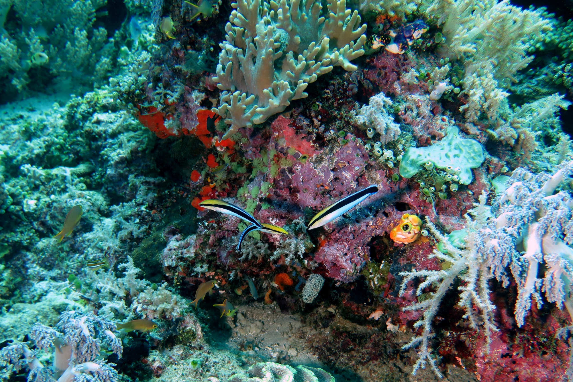 Labroides dimidiatus