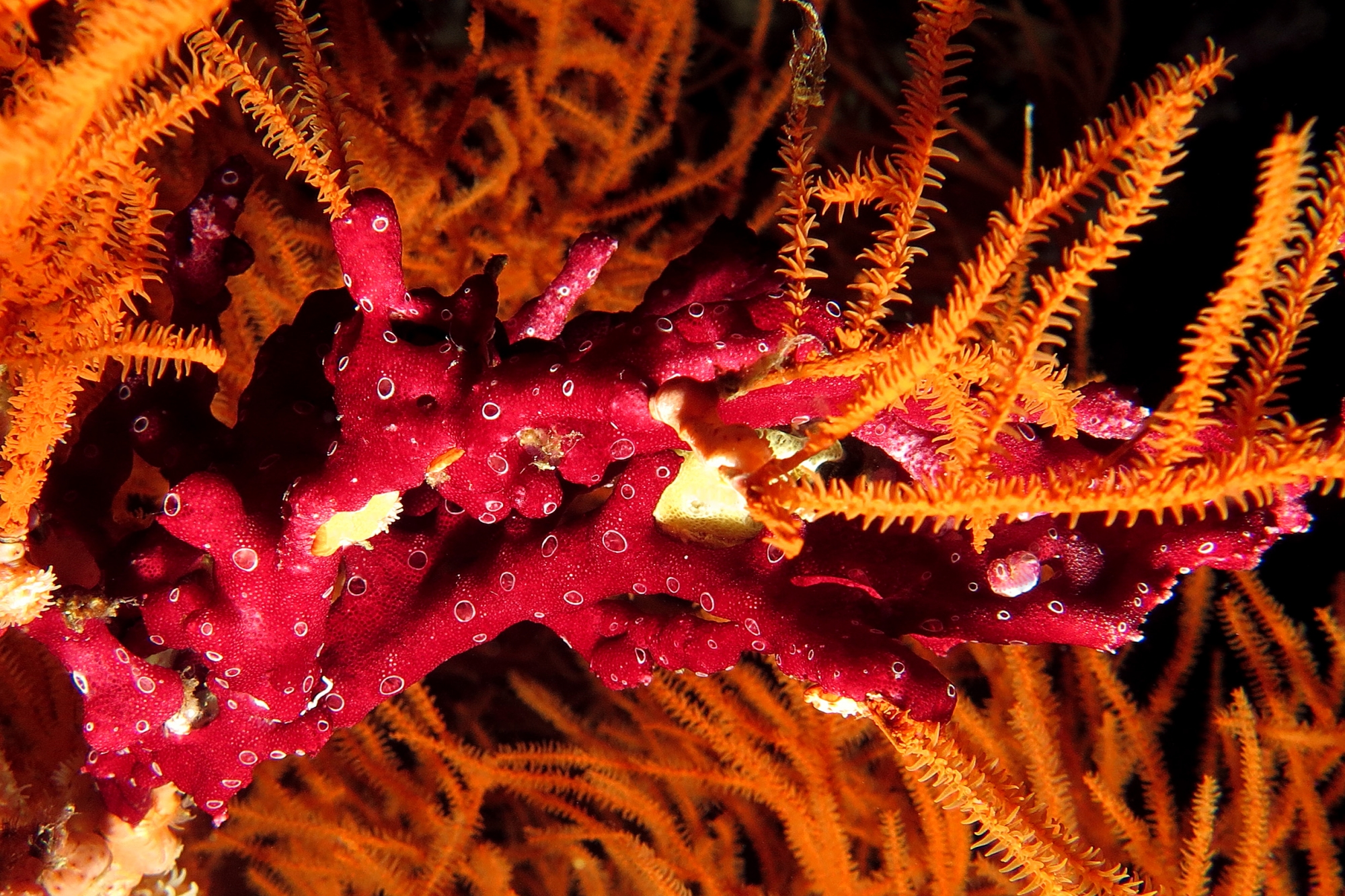 Didemnum sp., Antipathes sp.