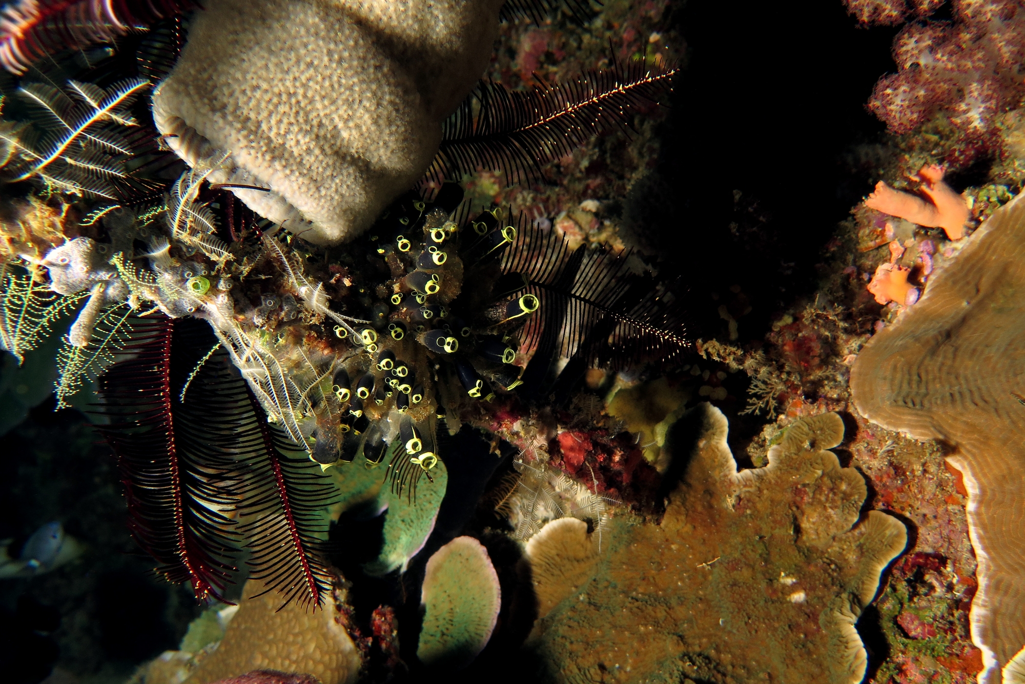 Clavelina robusta, Haliclona fascigera