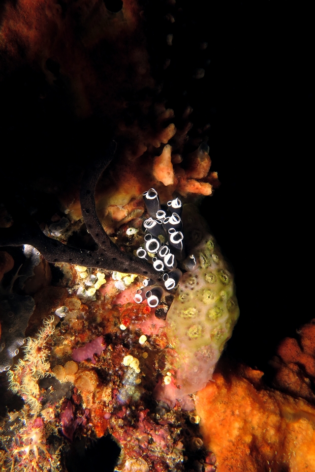 Clavelina robusta, Aplidium protectans, Eponge corde
