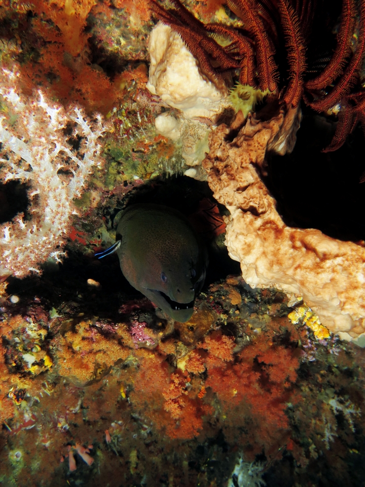 Gymnothorax javanicus, Labroides dimidiatus