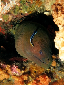 Gymnothorax javanicus, Labroides dimidiatus