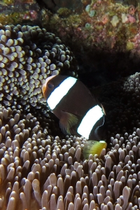 Amphiprion clarkii, Stichodactyla mertensii