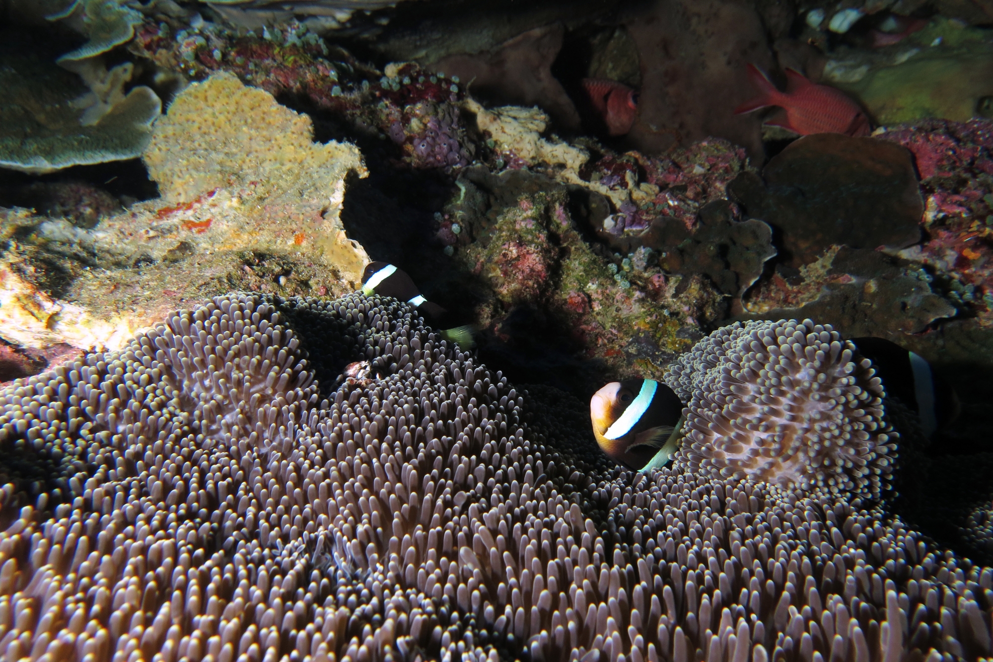 Amphiprion clarkii, Stichodactyla mertensii, Neopetrolisthes maculatus