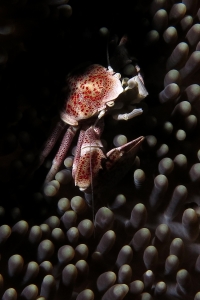 Neopetrolisthes maculatus, Stichodactyla mertensii