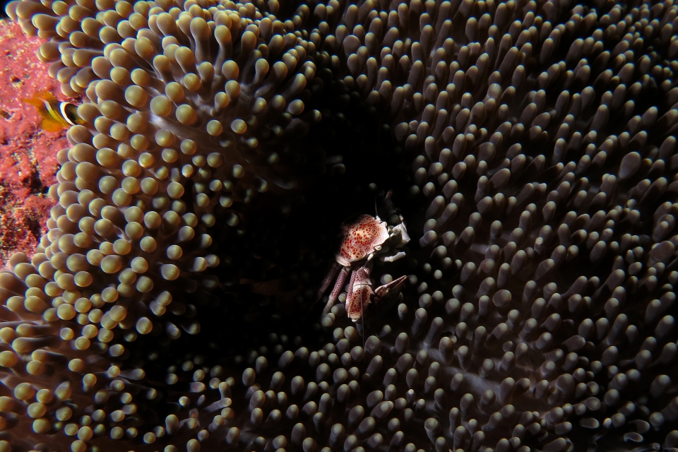 Neopetrolisthes maculatus, Stichodactyla mertensii