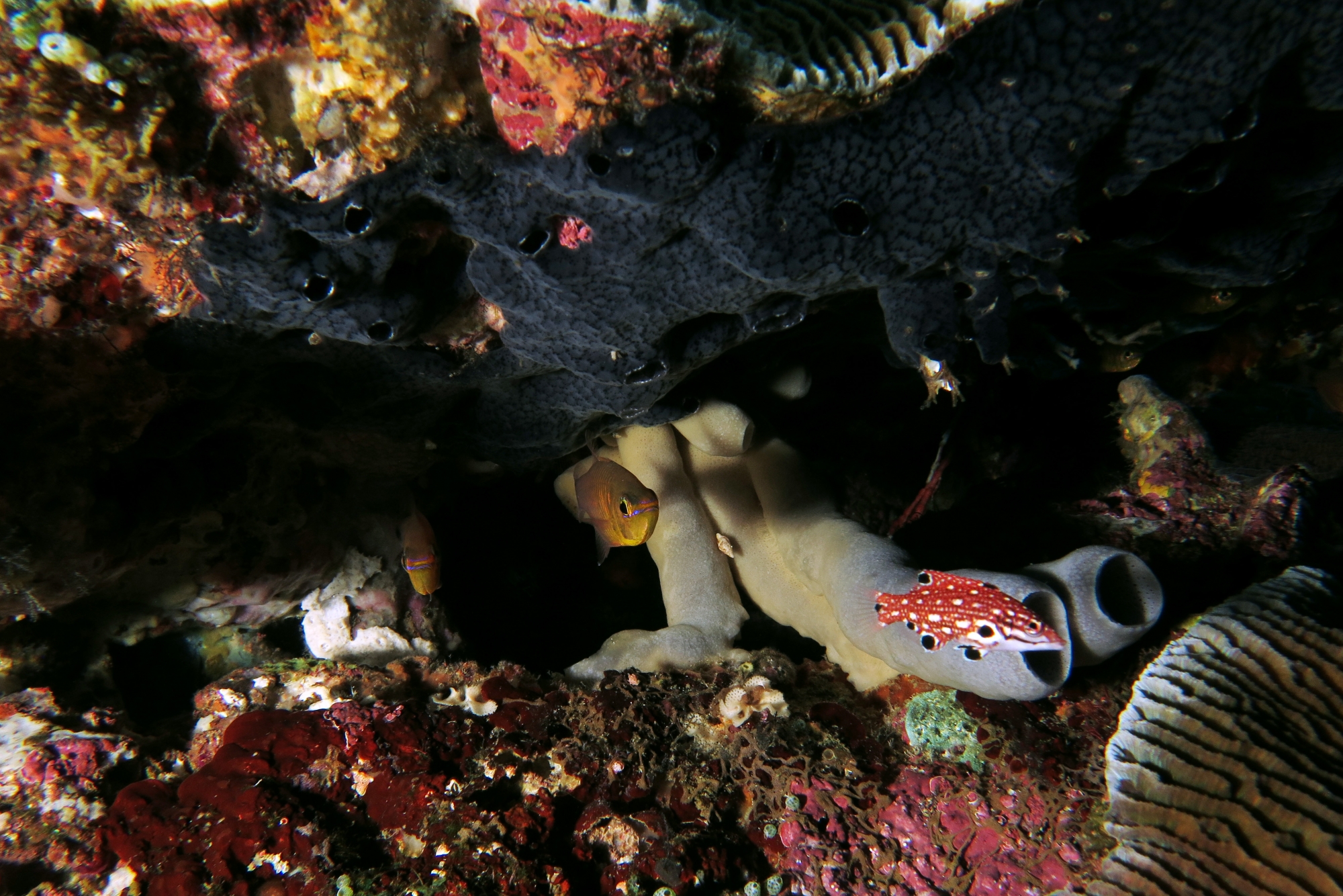 Archamia fucata, Bodianus diana, Botrylloides sp.