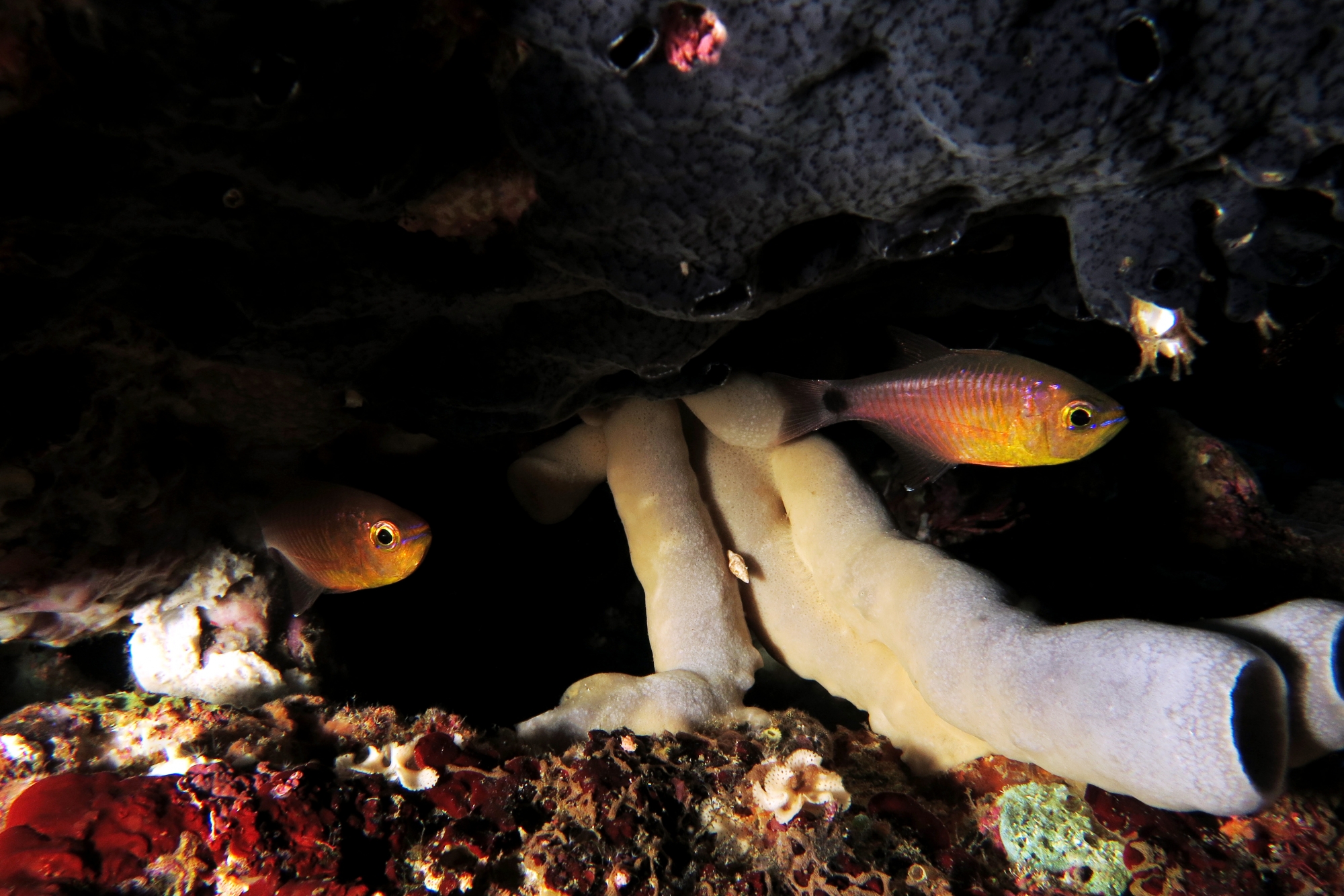 Archamia fucata, Haliclona fascigera