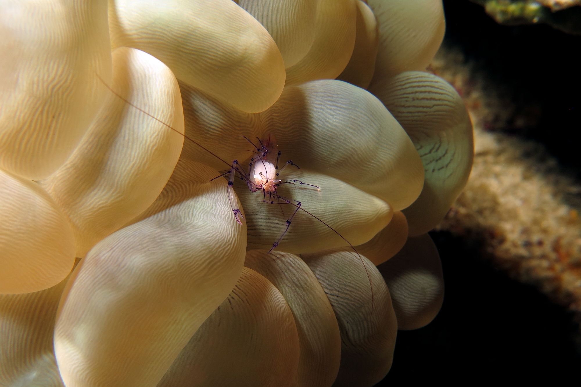 Vir colemani, Plerogyra sinuosa