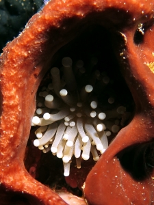 Euphyllia glabrescens