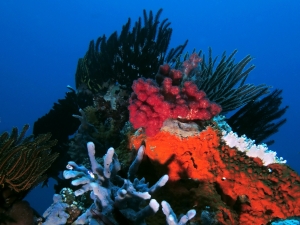 Paysage de coraux