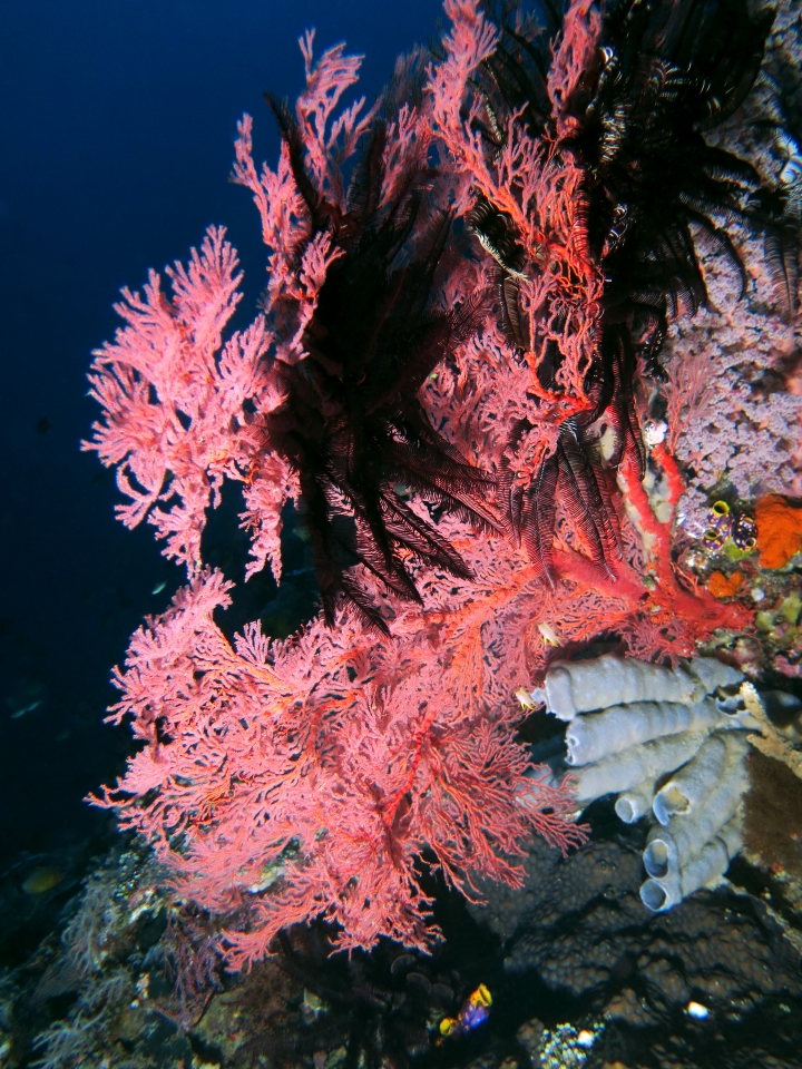 Melithaea ochracea, Colobometra perspinosa