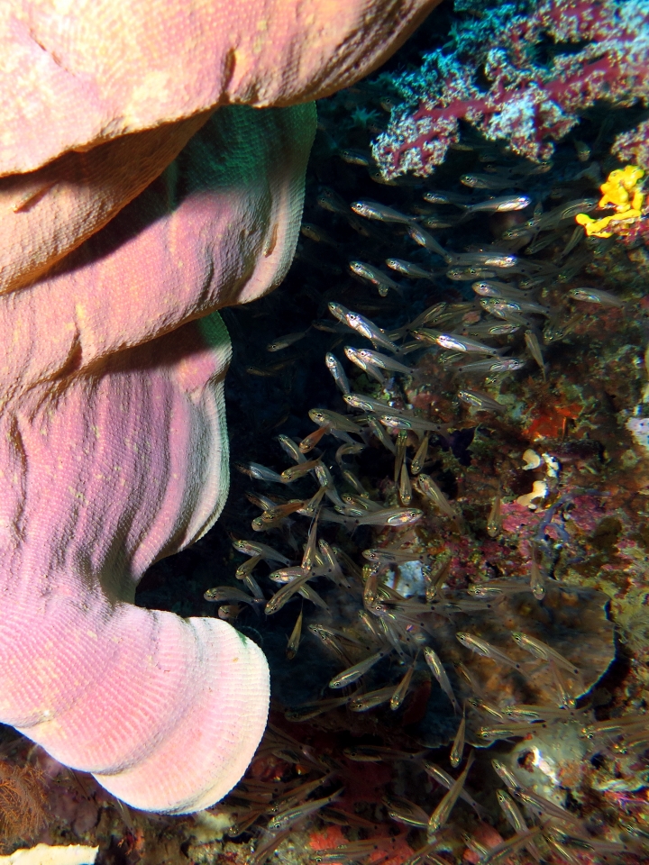 Ianthella basta, Ostorhinchus neotes