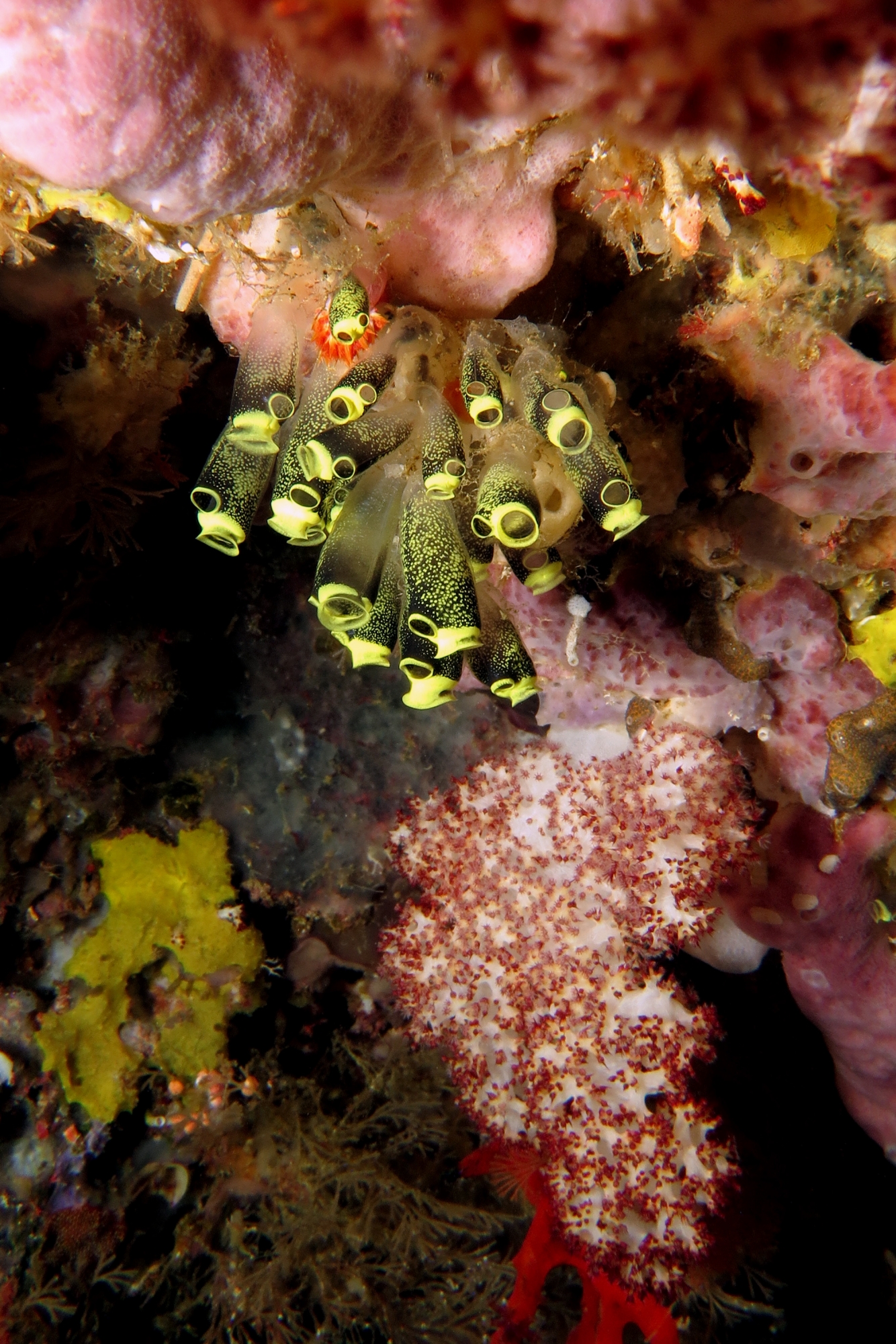Clavelina robusta