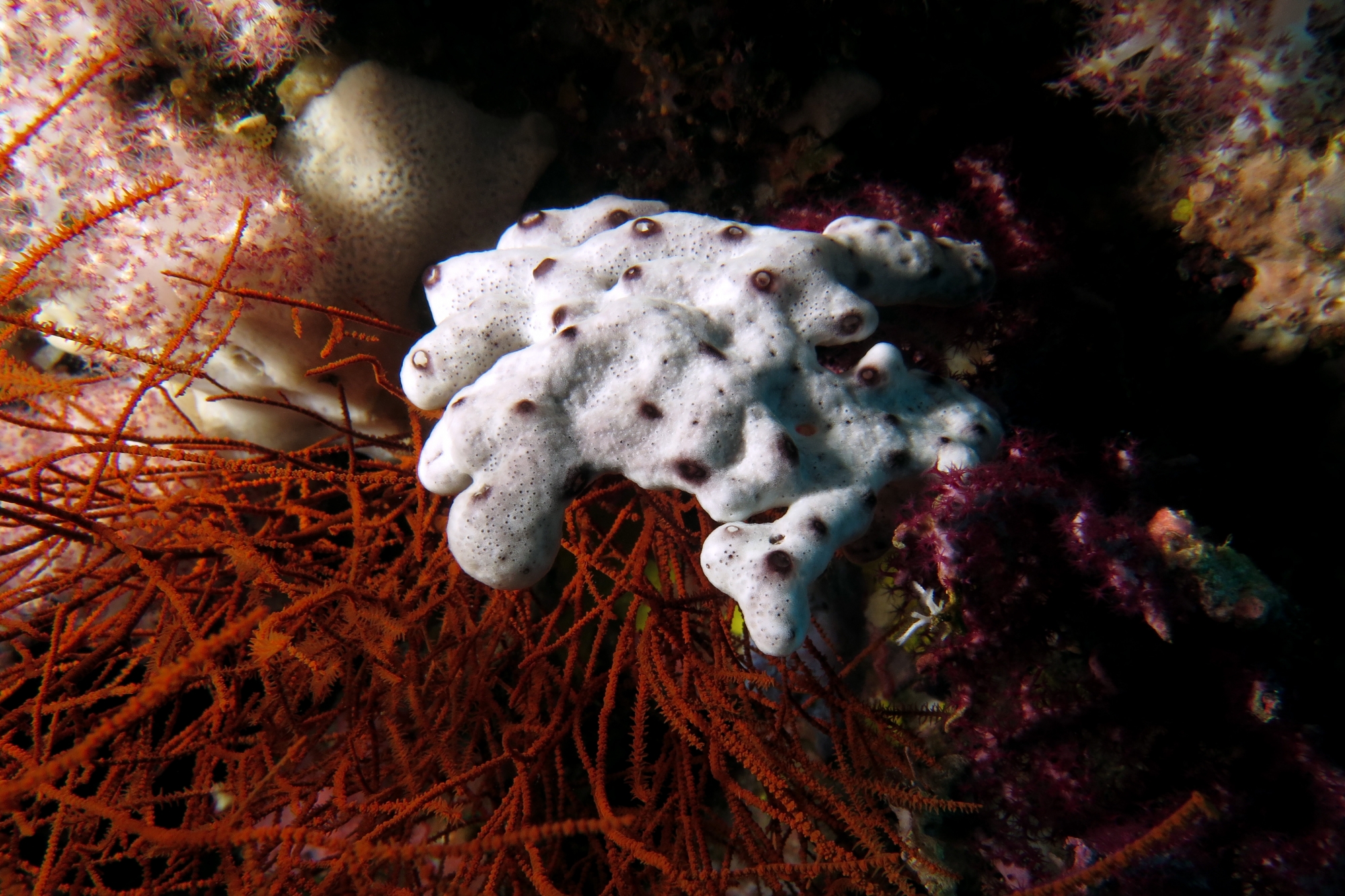 Didemnum vexillum, Antipathes sp.