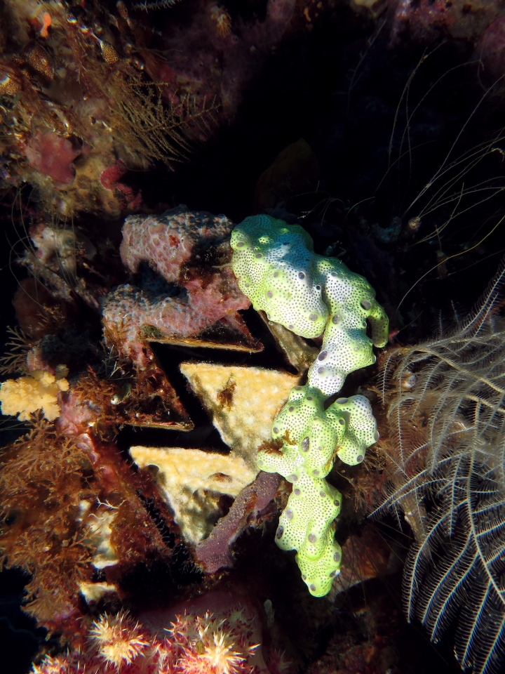 Lopha cristagalli, Didemnum sp.