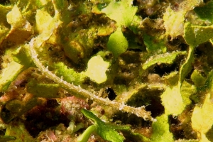 Halicampus dunckeri, Halimeda sp.