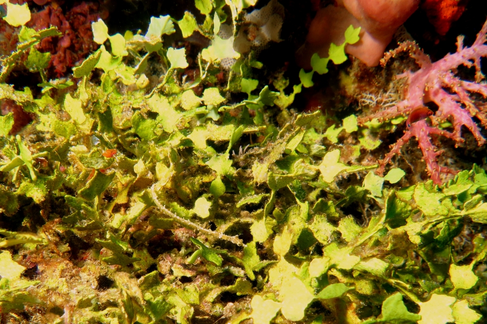 Halicampus dunckeri, Halimeda sp.