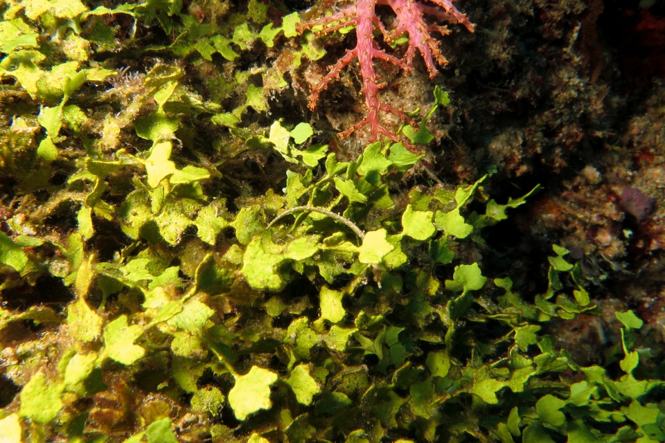 Halicampus dunckeri, Halimeda sp.