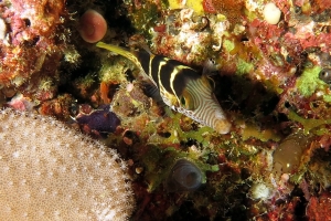 Canthigaster valentini, Sarcophyton sp.