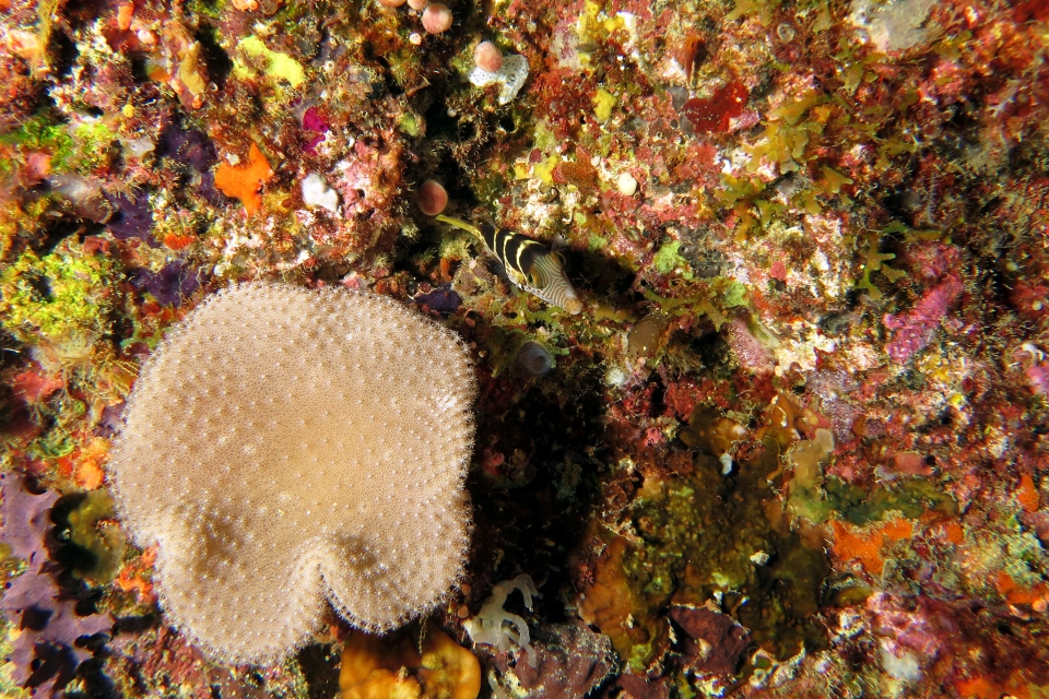 Canthigaster valentini, Sarcophyton sp.