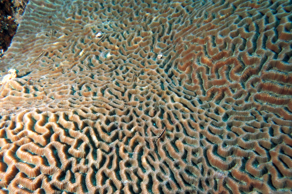 Eviota sebreei, Platygyra lamellina