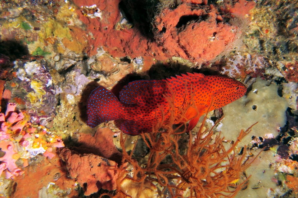 Cephalopholis miniata