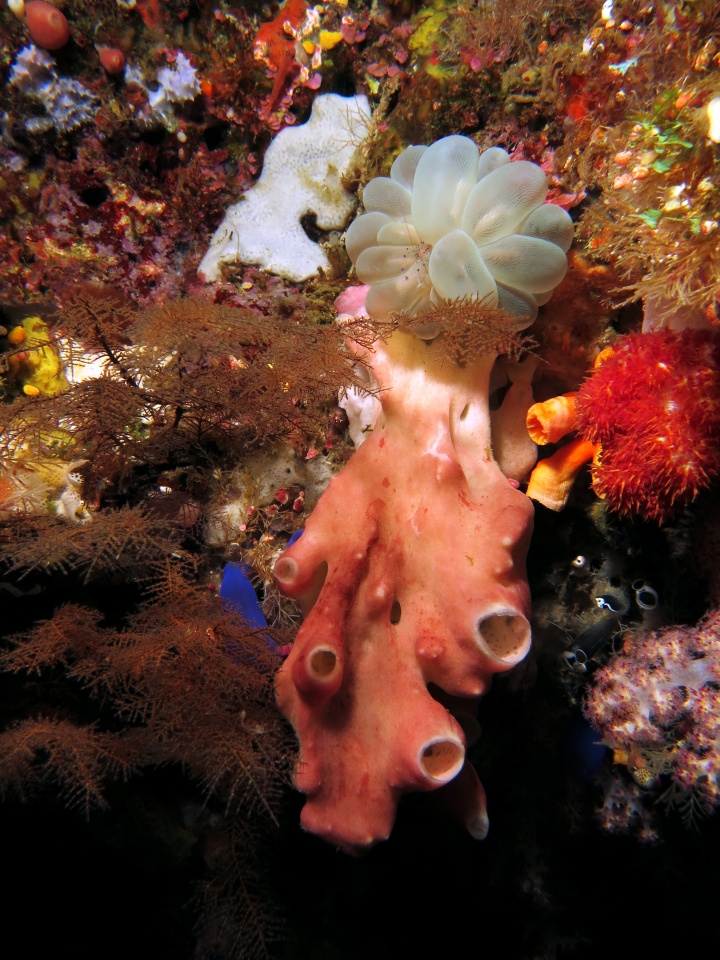 Leucetta primigenia, Plerogyra sinuosa