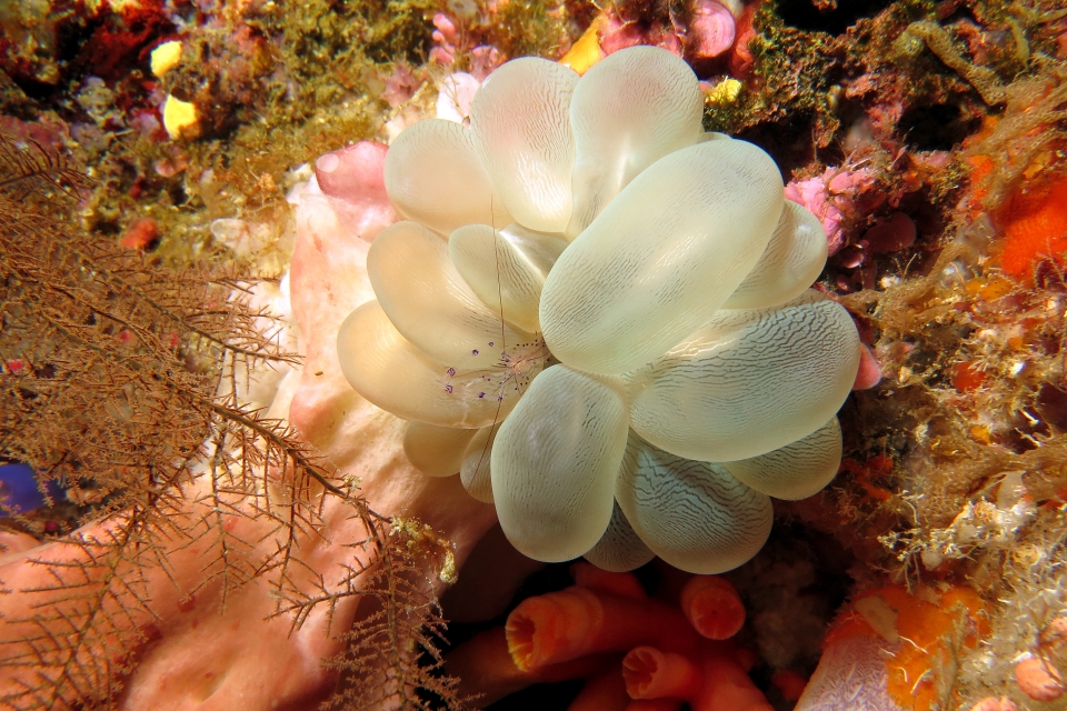 Vir colemani, Plerogyra sinuosa