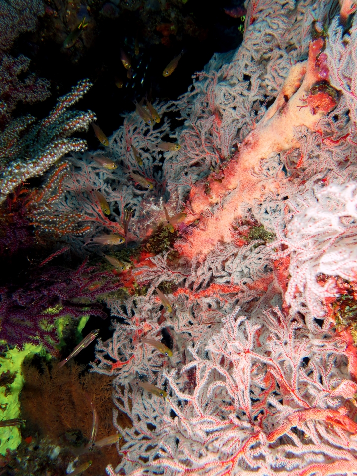 Archamia fucata, Melithaea ochracea