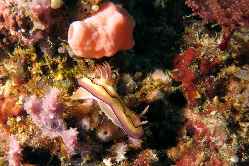 Goniobranchus coi, Dysidea avara