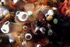 Nembrotha yonowae, Clavelina robusta