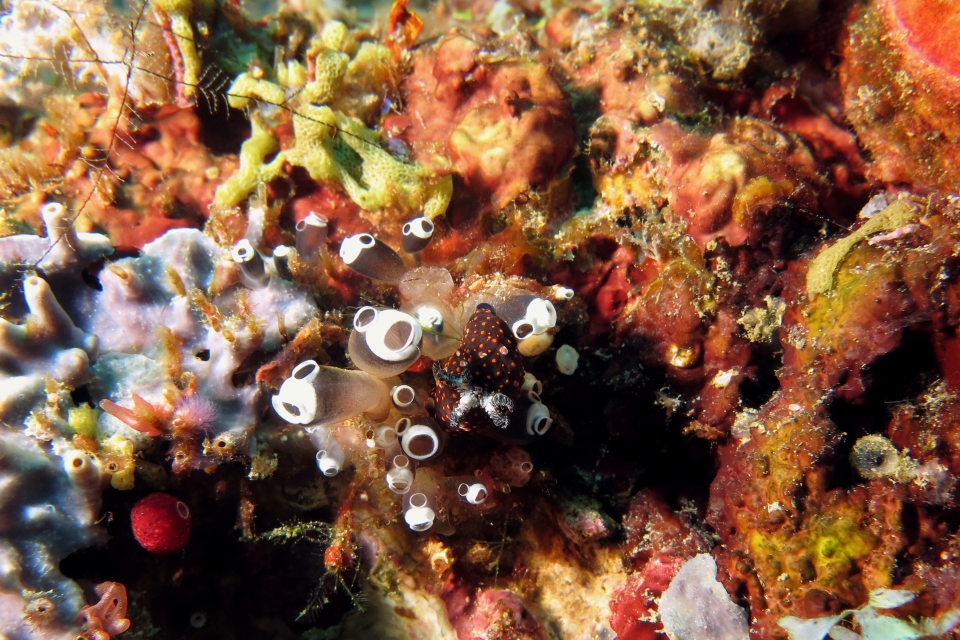 Nembrotha yonowae, Clavelina robusta