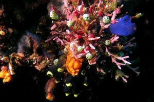 Atriolum robustum (15mm, Petite ascidie-urne), Clavelina robusta, Didemnum moseleyi, Polycarpa aurata
