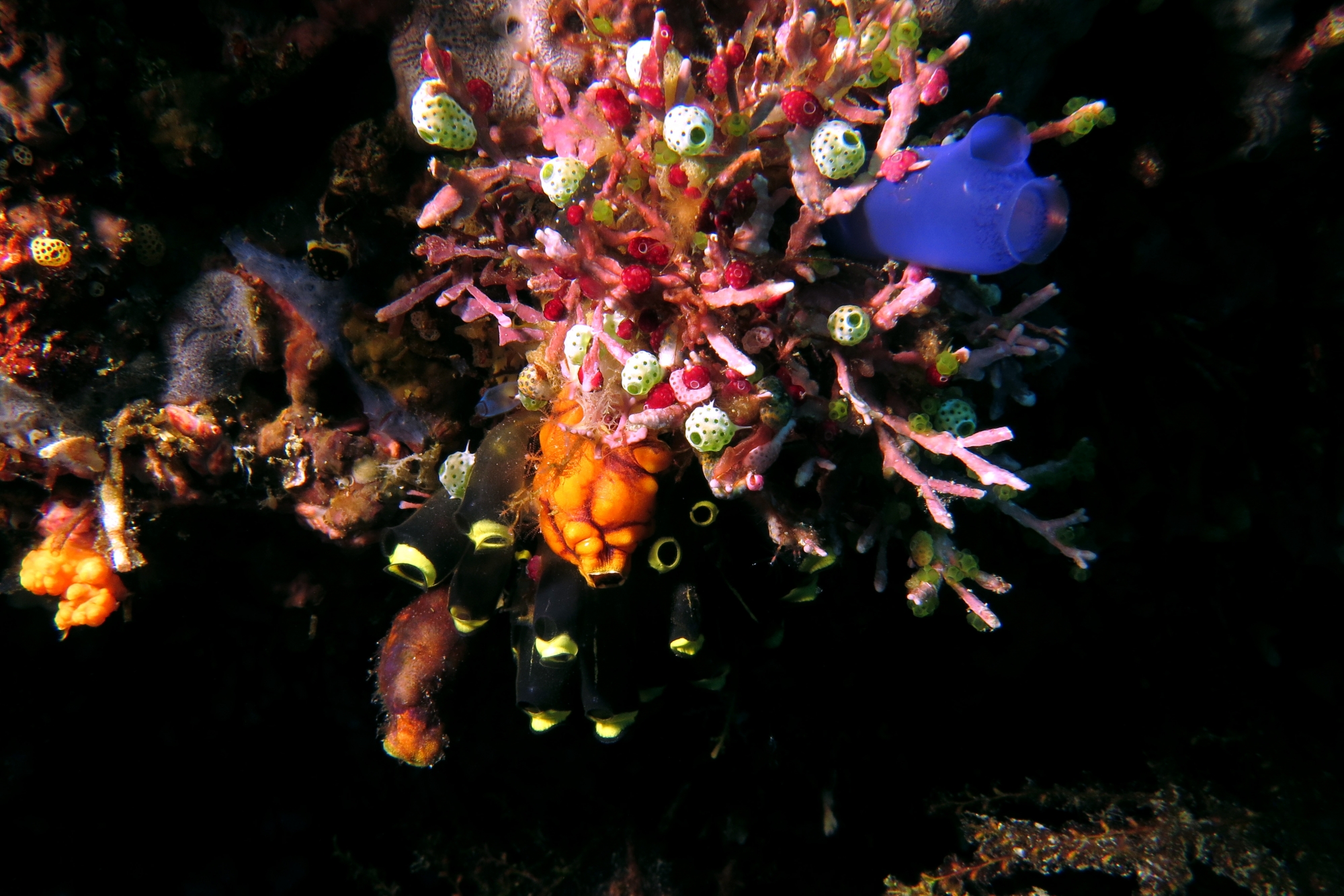 Atriolum robustum (15mm, Petite ascidie-urne), Clavelina robusta, Didemnum moseleyi, Polycarpa aurata