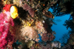 Scène de coraux sur le récif