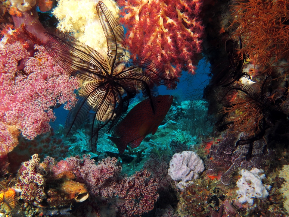 Cephalopholis miniata, Colobometra perspinosa, Chironephthya sp.