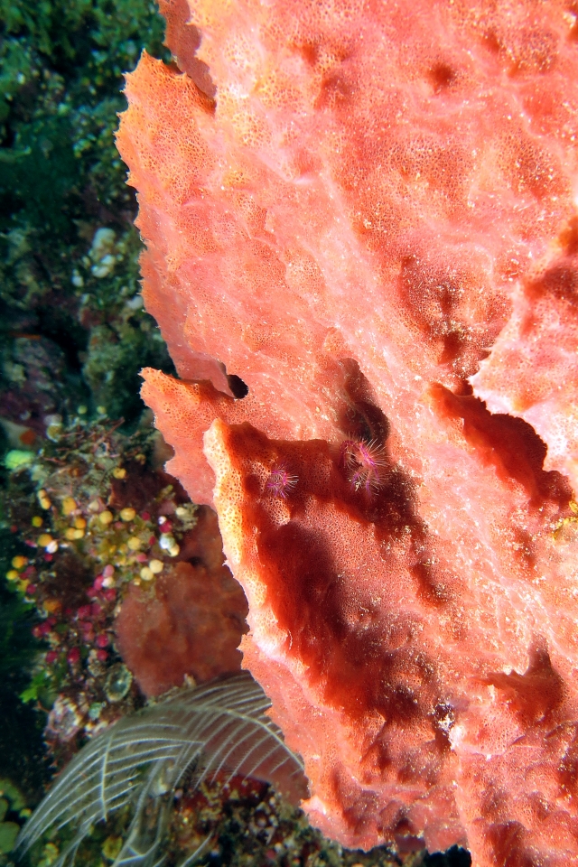 Lauriea siagiani, Xestospongia testudinaria