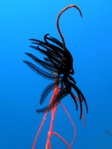 Junceella juncea, Cenometra bella