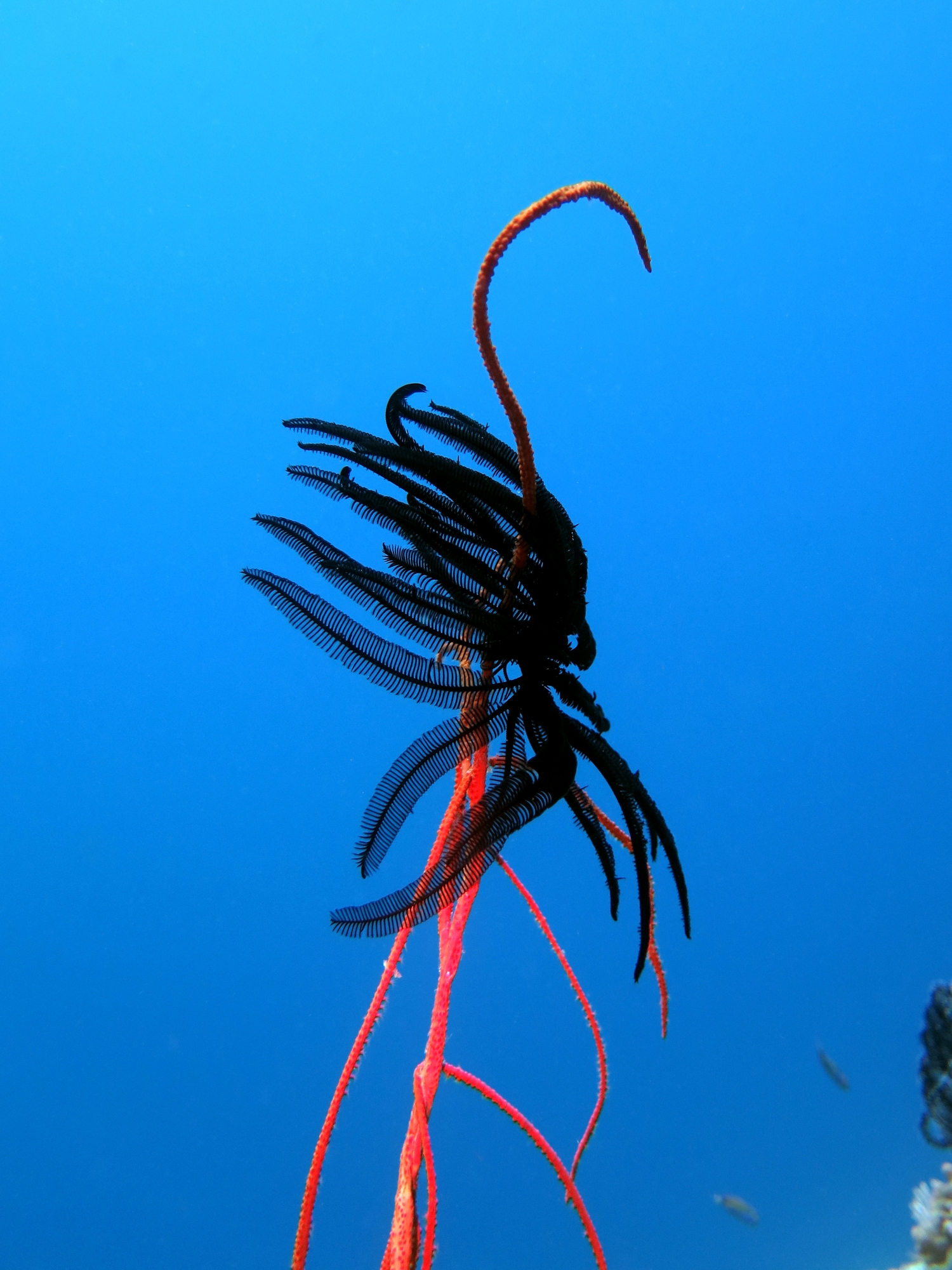 Junceella juncea, Cenometra bella