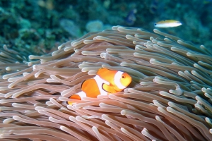 Amphiprion ocellaris, Heteractis magnifica