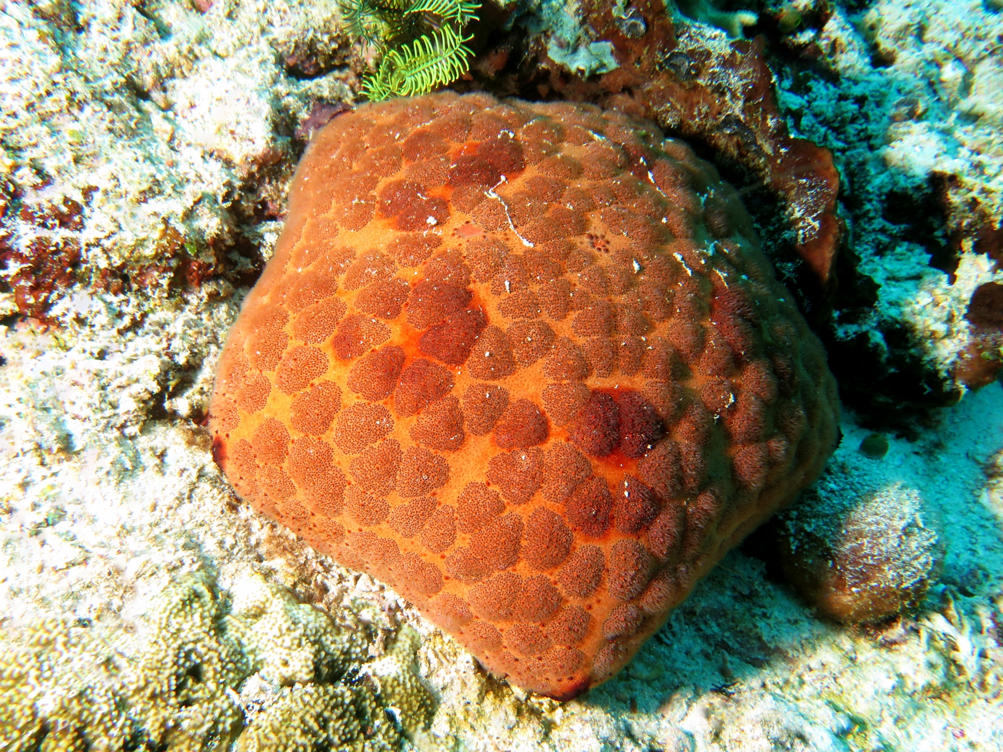 Culcita novaeguineae